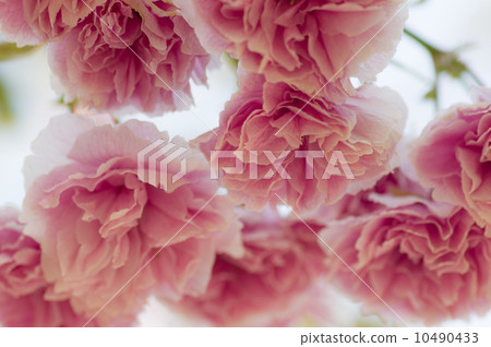 Peony cherry tree Peony cherry tree 10490433