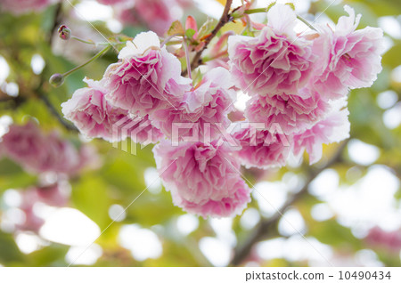 Peony cherry tree Peony cherry tree 10490434
