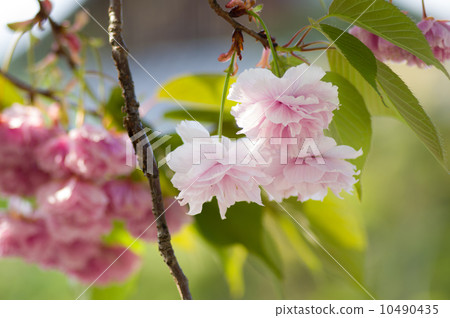 Peony cherry tree 10490435