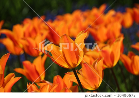 鬱金香領域 10490672