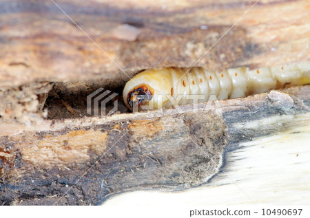 Lady beetle Lady beetle 10490697