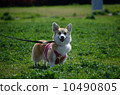 A smile 10490805