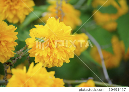 Young larvae resting in the flowers of Yaeyama-bashi 10491437