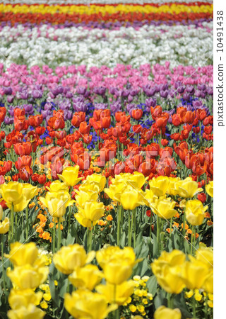 Colorful tulip field 10491438