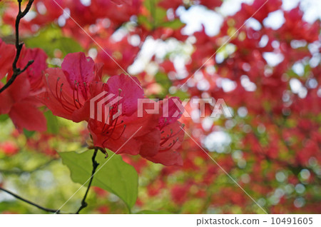 愛媛縣西條市橫峰寺至高源寺的邊路道上盛開的山辻花 10491605