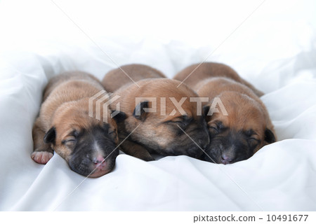 Cute  puppies 10491677