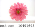 Gerbera 10491698