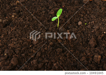 green cucumber seedling 10491845
