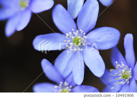 blue flowers 10491906