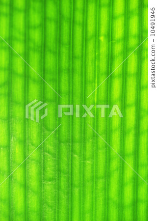 texture green leaf texture green leaf 10491946