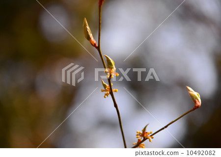 Daika plum blossoms and sprouts 10492082