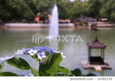 Hydrangea blooming in Suigetsu park (Ikeda city) 10492350