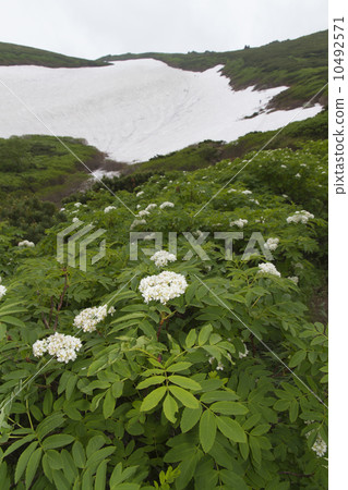 Izu azalea 10492571