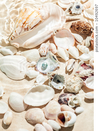 seashells and black pearl lying on bottom of sea seashells and black pearl lying on bottom of sea 10492697