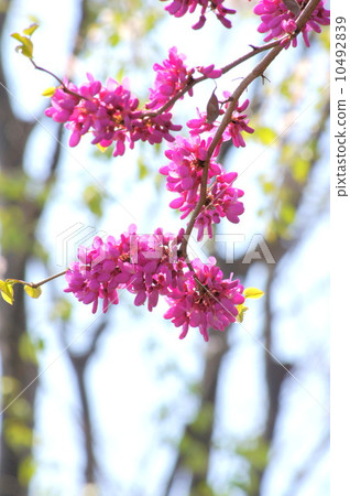 Hanazu Ow (Pink) 10492839