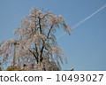 Weeping cherry blossoms and airplane clouds 10493027