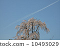 Weeping cherry blossoms and airplane clouds 10493029