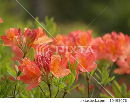 Azalea Azalea 10493078