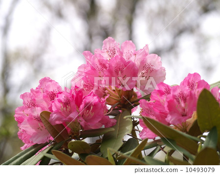 Rhododendron 10493079