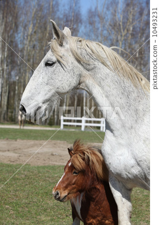 Big horse with pony friend Big horse with pony friend 10493231