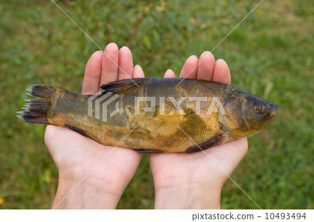 Freshwater fish 10493494