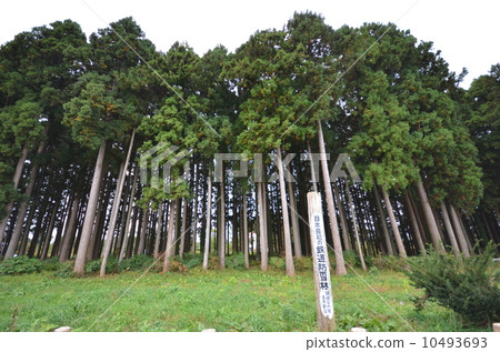 Nohonomori defense snowy field forest 10493693