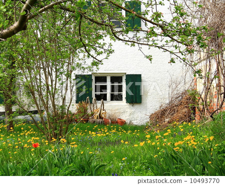 Two old windows on background of yellow dandelions Two old windows on background of yellow dandelions 10493770