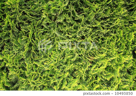 Green juniper as background 10493850