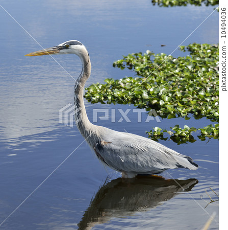 Great Blue Heron Great Blue Heron 10494036