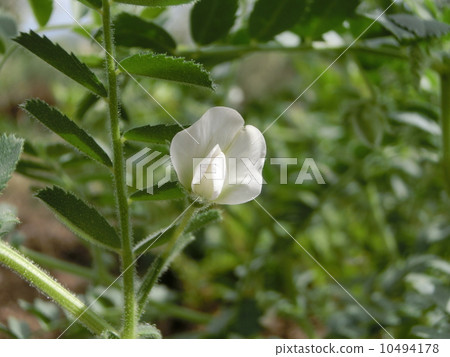 鷹嘴豆花 鷹嘴豆花 10494178