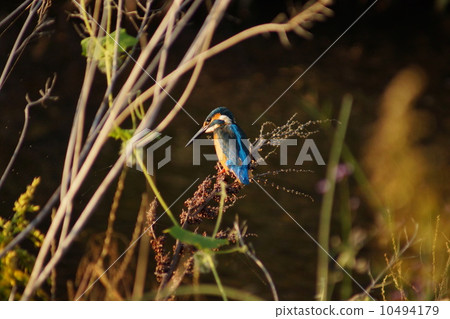 日落時的翠鳥 10494179