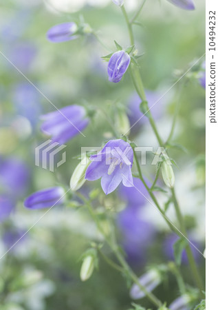 Campanula · Long Gistella Campanula · Long Gistella 10494232