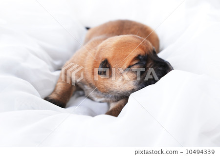 Cute  puppy 10494339