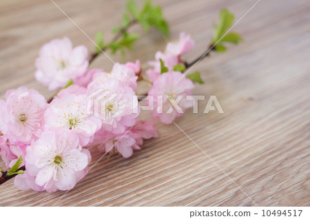 twig of fresh pink cherry flowers 10494517