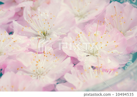 fresh pink cherry flowers fresh pink cherry flowers 10494535