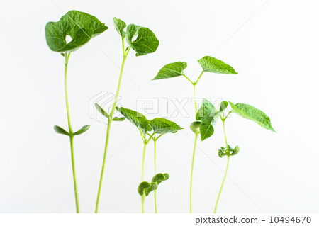 green plants grow green plants grow 10494670