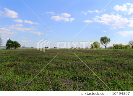 A field A field 10494807