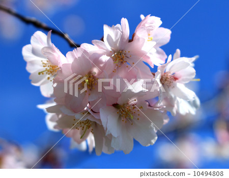 Cherry Blossoms	 10494808