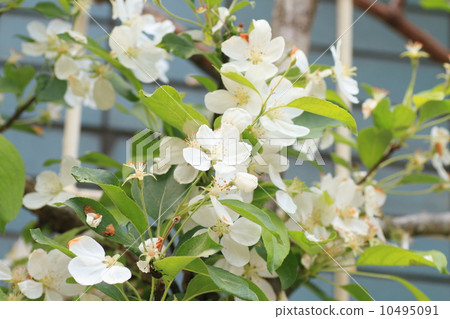 Hymelingo花 10495091