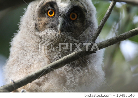 Takarazuka's chick Takarazuka's chick 10495146