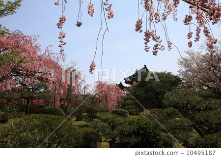 Heian Shrine Heian Shrine 10495187