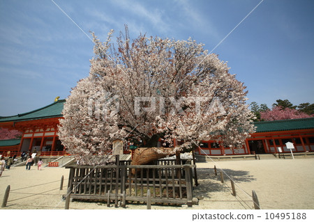 Cherry blossoms at Heian Shrine 10495188