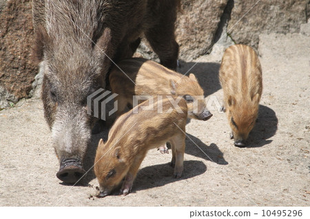 Wild Boar Mother and Child 10495296