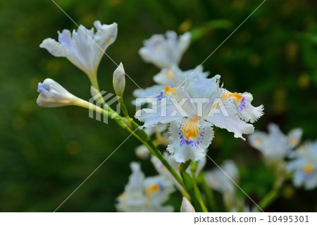 植物·Shaga irai家族 10495301