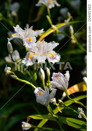 植物·Shaga irai家族 10495303