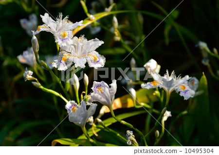 植物·Shaga irai家族 10495304