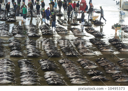 魚市金槍魚招標 魚市金槍魚招標 10495373