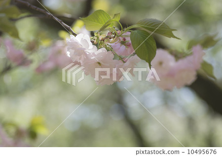 Cherry tree "one leaf" Cherry tree "one leaf" 10495676
