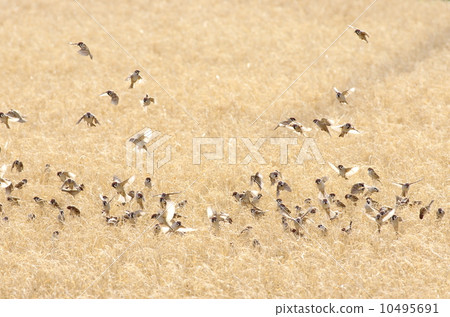 Sparrows Sparrows 10495691