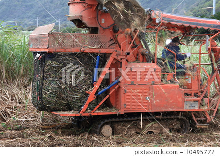 Harvesting sugarcane 10495772